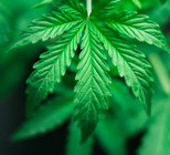 דיגוקסין - תמונת אווירה